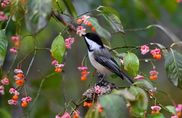 Quelles approches les compagnies aériennes peuvent-elles adopter pour minimiser leur impact environnemental ?
