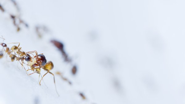 Comment les fourmis régulent leur activité pendant l'hiver ?k